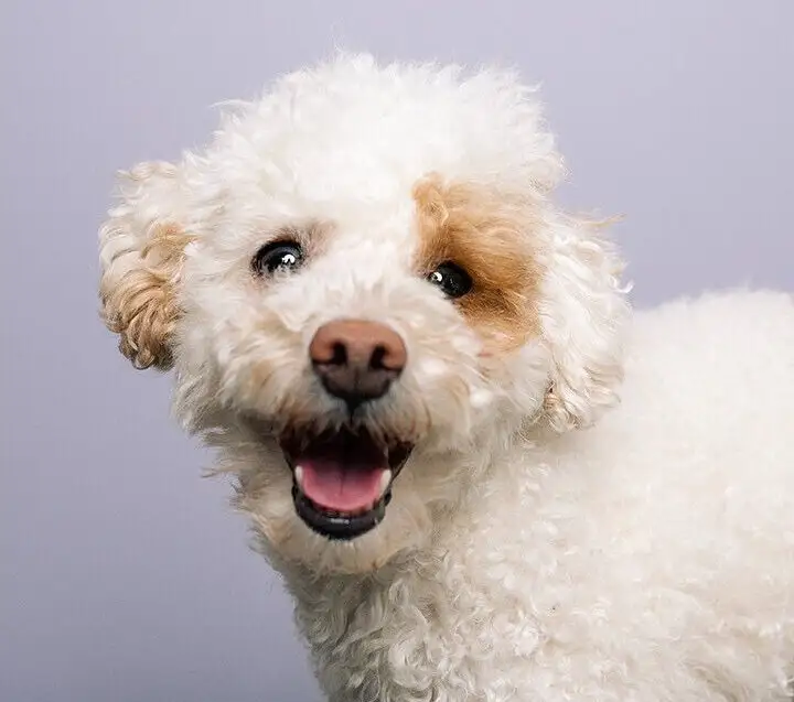 portræt hund fotograf familieportræt århus